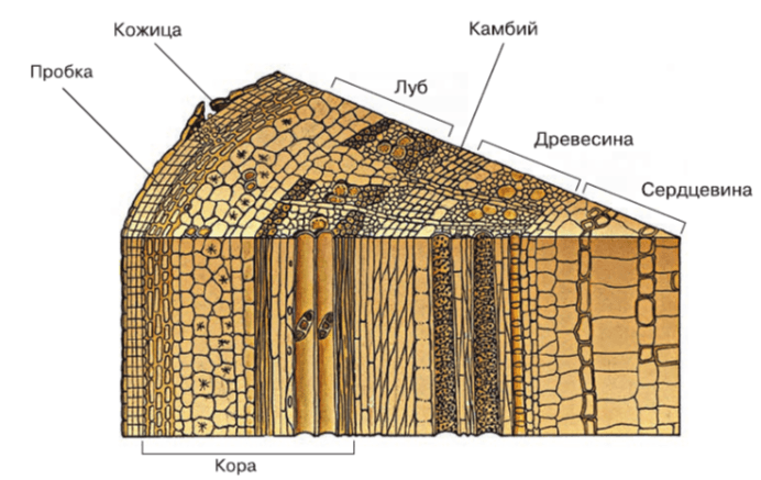 Решение рисунок 1